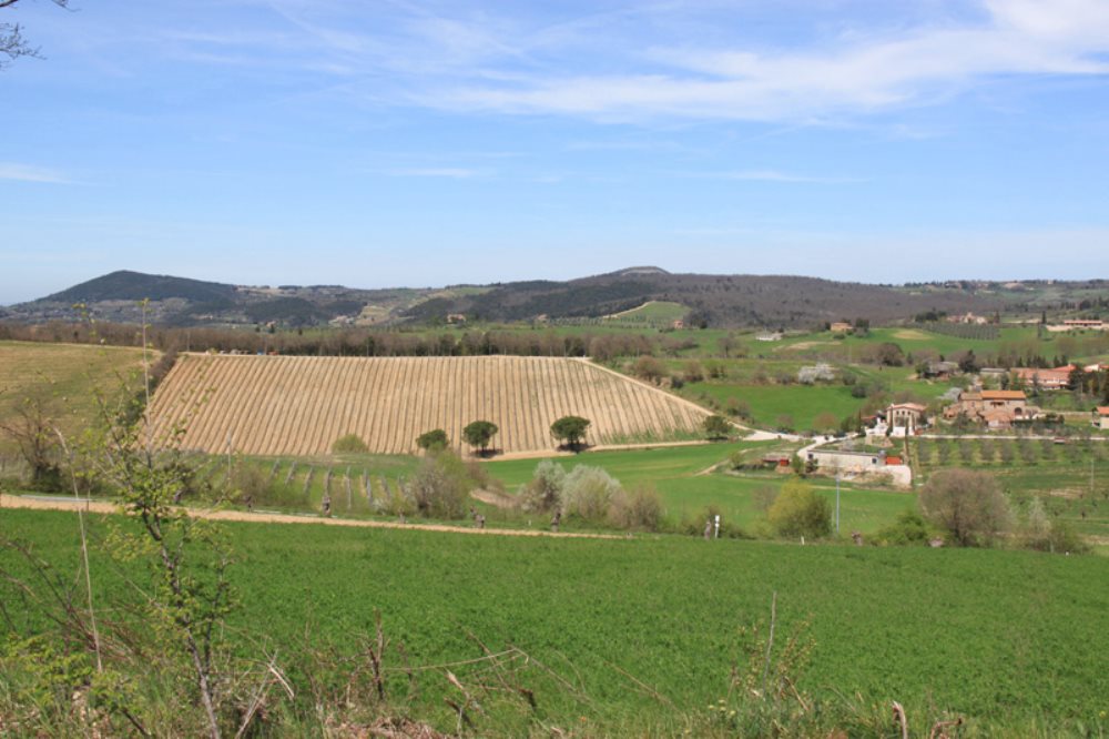 MEZZADRIA IN TOSCANA
L’agricoltura del mezzadro
